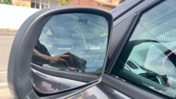 JEEP COMPASS II 1.3 PHEV T4 240 4XE EAWD TRALHAWK AT6